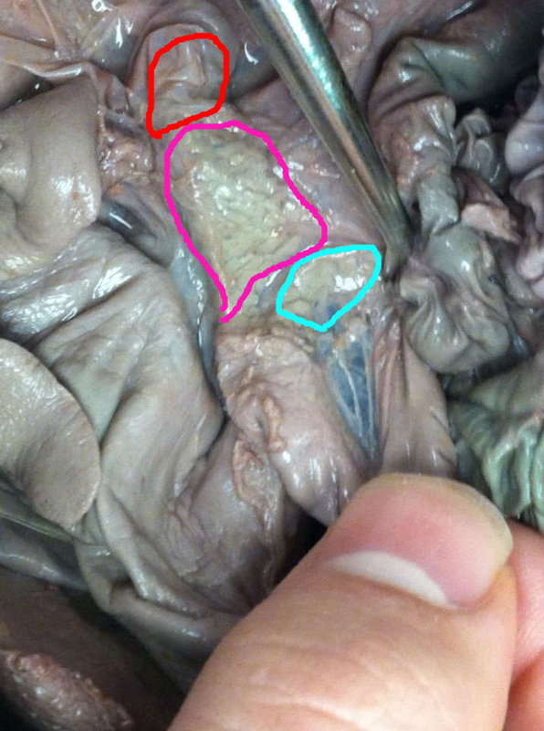 Pancreas - How to dissect a fetal pig