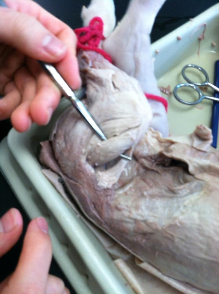 Biceps Femoris and Rectus Femoris - How to dissect a fetal pig