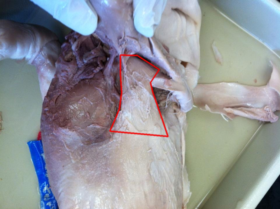 Latissimus dorsi - How to dissect a fetal pig