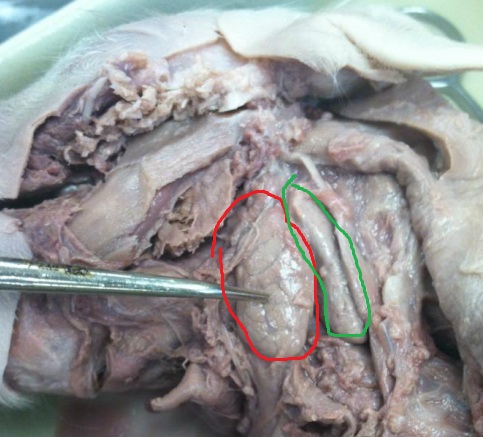 Salivary Glands - How to dissect a fetal pig