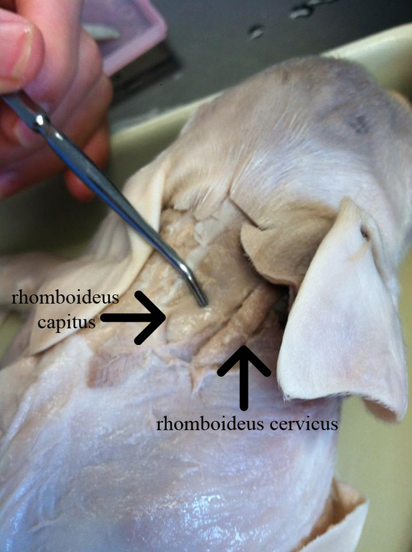 Rhomboideus capitus/cervicus - How to dissect a fetal pig
