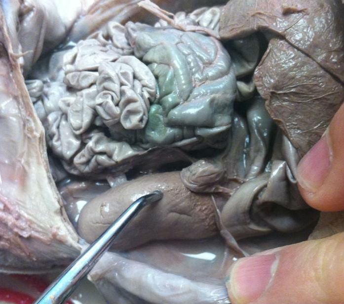Kidneys, Urinary Bladder, Ureters - How to dissect a fetal pig