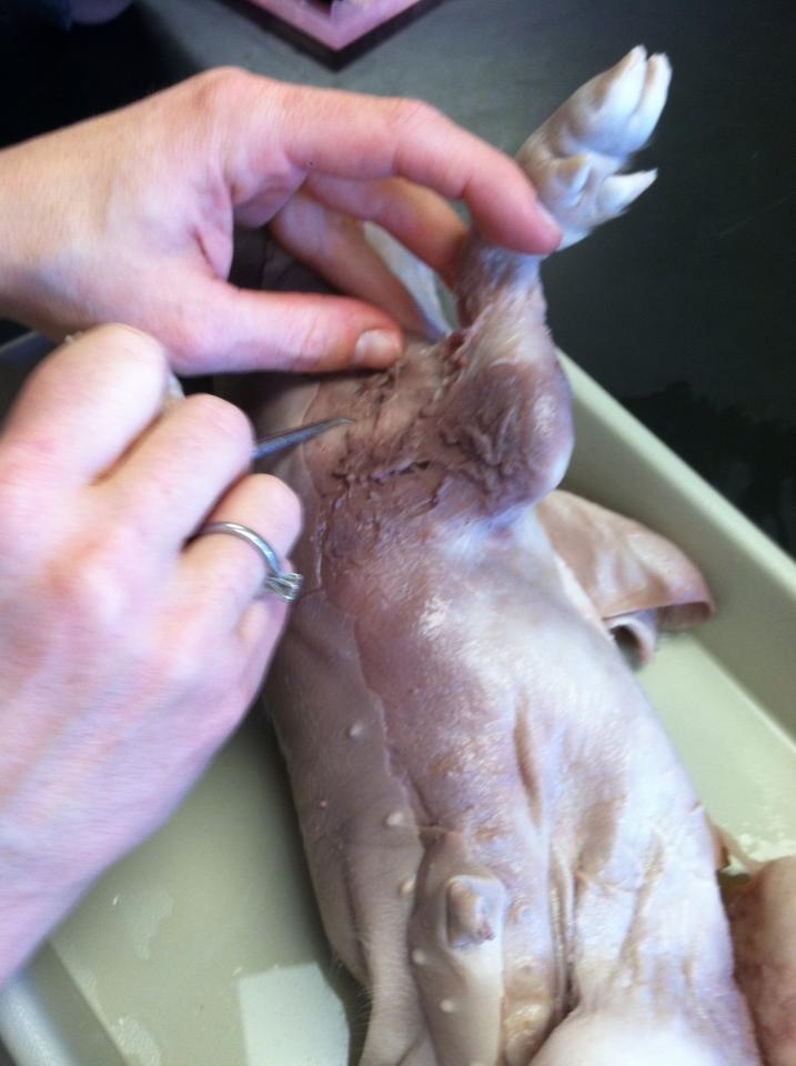 Pectoralis Major - How to dissect a fetal pig muscle diagram project 