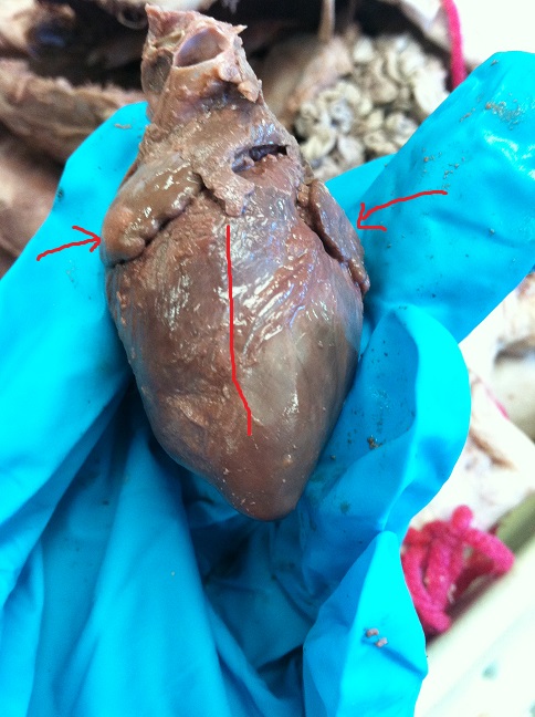 Atria, Ventricle, Coronary arteries - How to dissect a fetal pig